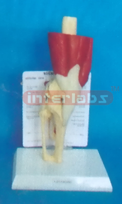 DESK TYPE RIGHT MUSCLE KNEE MODEL WITH DESCRIPTION PLATE